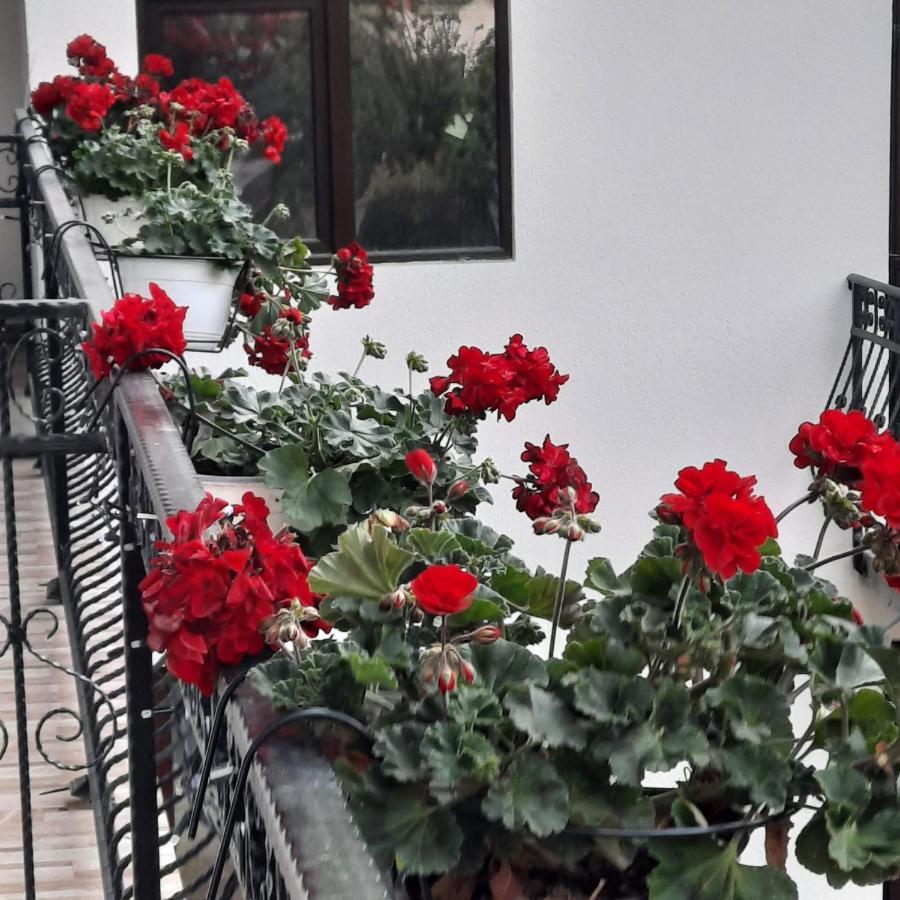 Casa Dana Olteanu Hotel มัวเยชู เด ซุส ภายนอก รูปภาพ